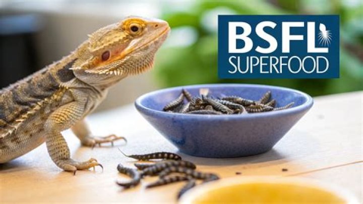 Are black soldier fly larvae good for bearded dragon?