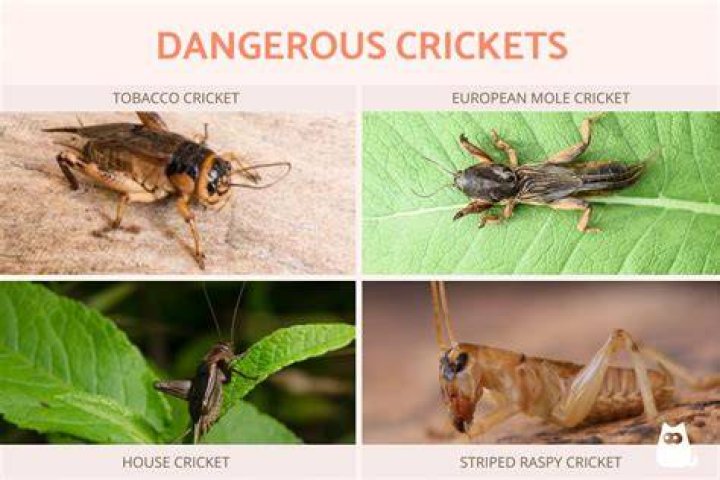 Are Crickets bad?