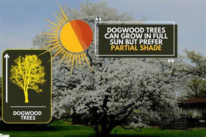 Can dogwood trees take full sun?