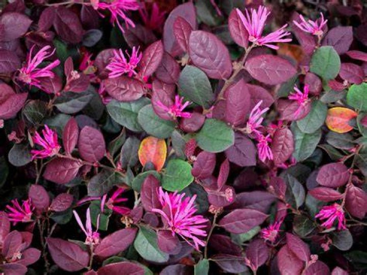 Can loropetalum grow in full sun?