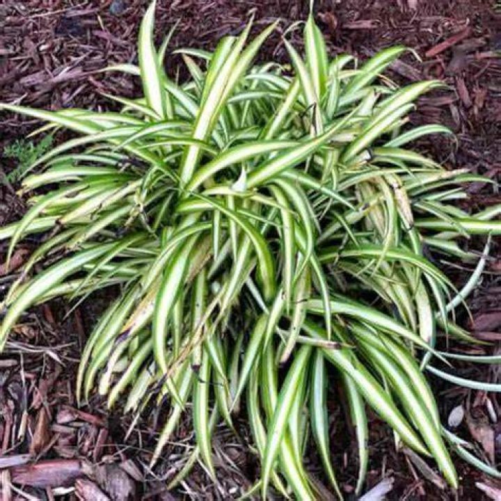 Can Spider plants live outside?