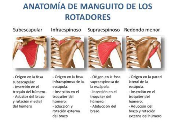 ¿Cuáles son las funciones del manguito rotador?