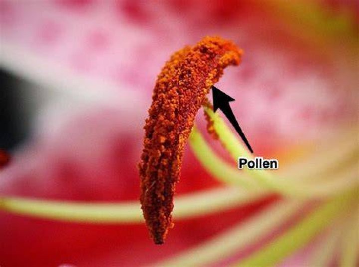Do Hydrangeas produce pollen?