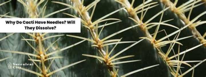 Do succulents have needles?