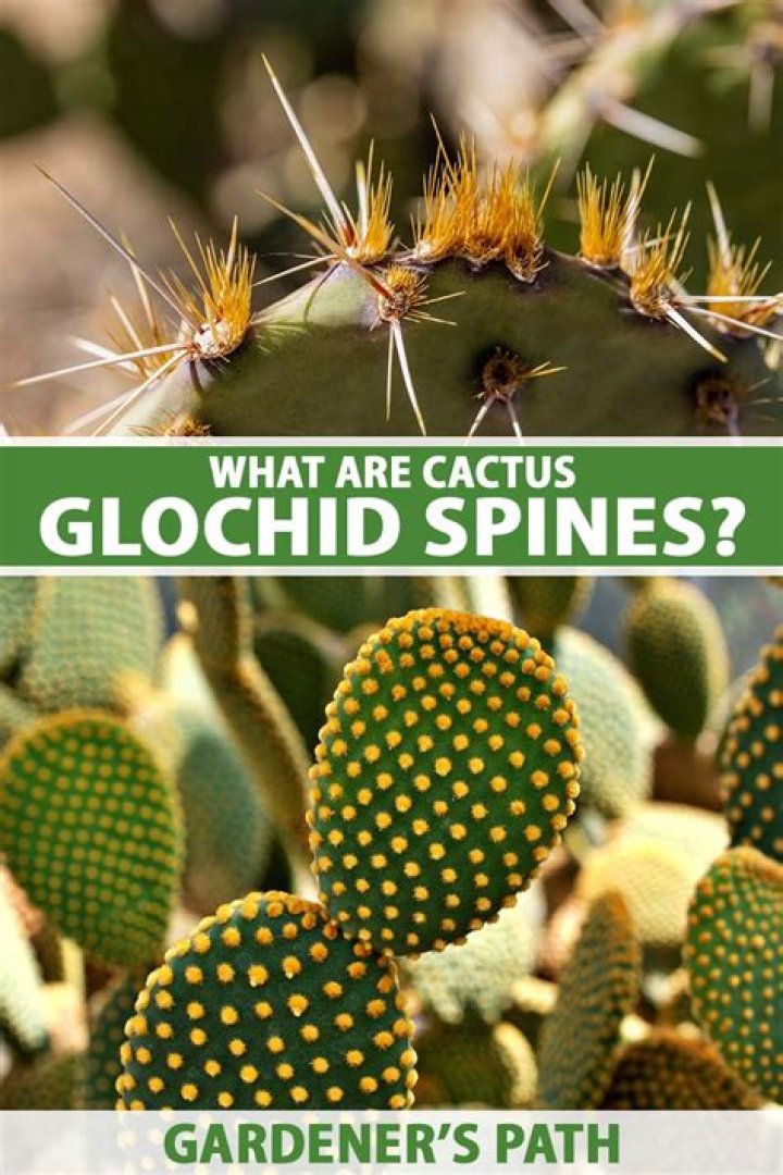 Does a succulent have spines?
