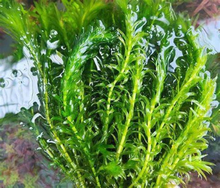 Does Hydrilla kill fish?