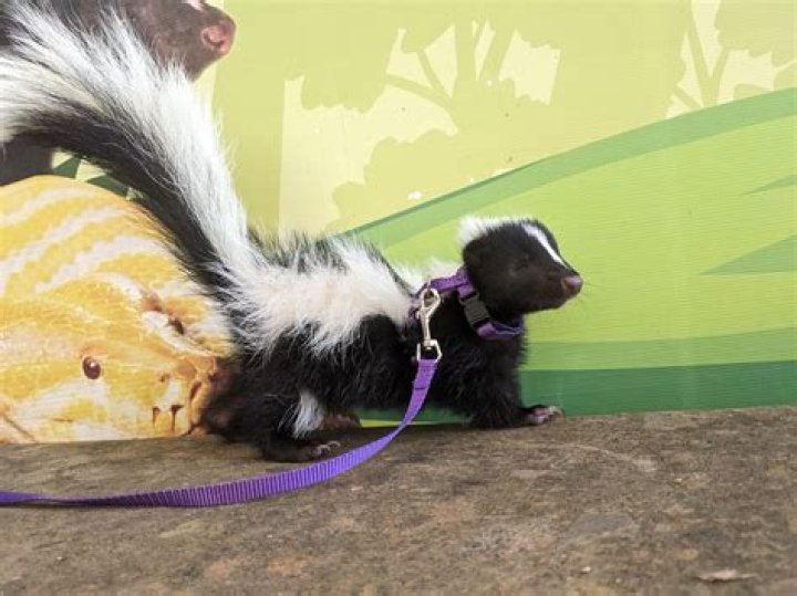 Does Petco do skunk baths?