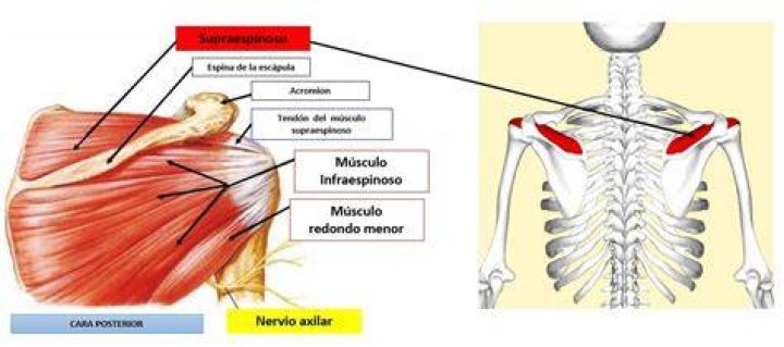 ¿Dónde se encuentra el supraespinoso?
