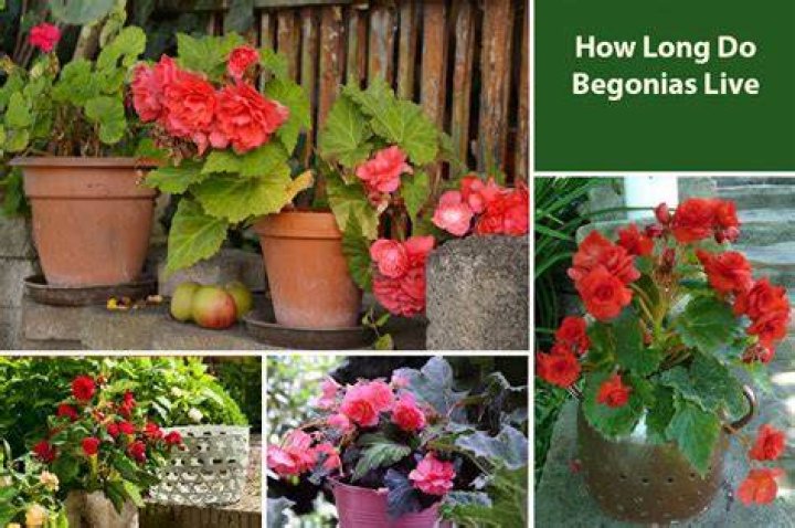 How do I grow big begonias?