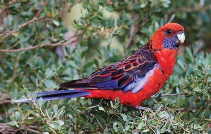 How do you know when to pick rosellas?