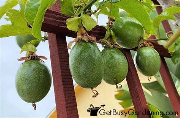How do you train a passion fruit vine?