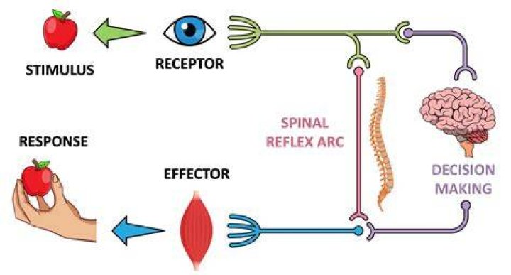 How does the body respond to injury?