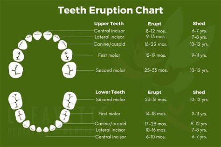 How long do teeth continue to erupt?