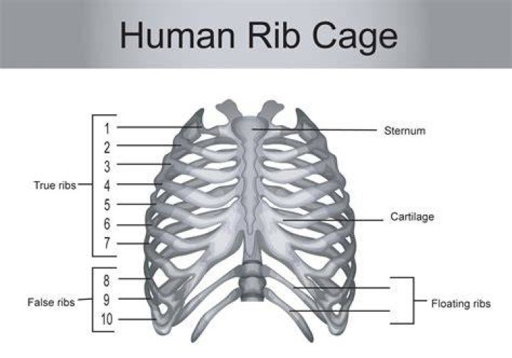 How many ribs does a hummingbird have?