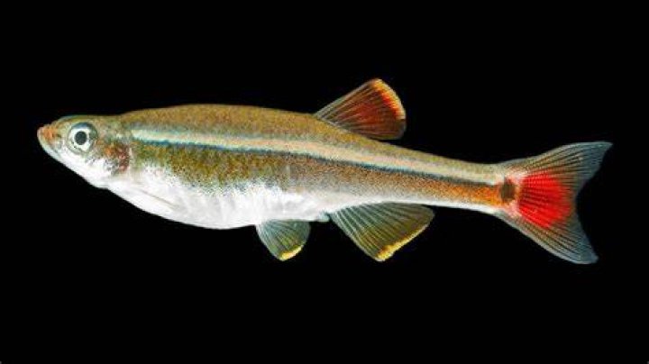 How much are white cloud minnows?