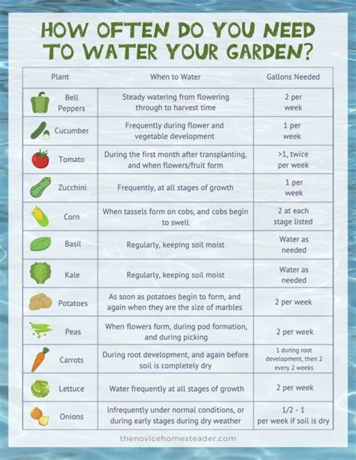 How often should you feed vegetable plants?