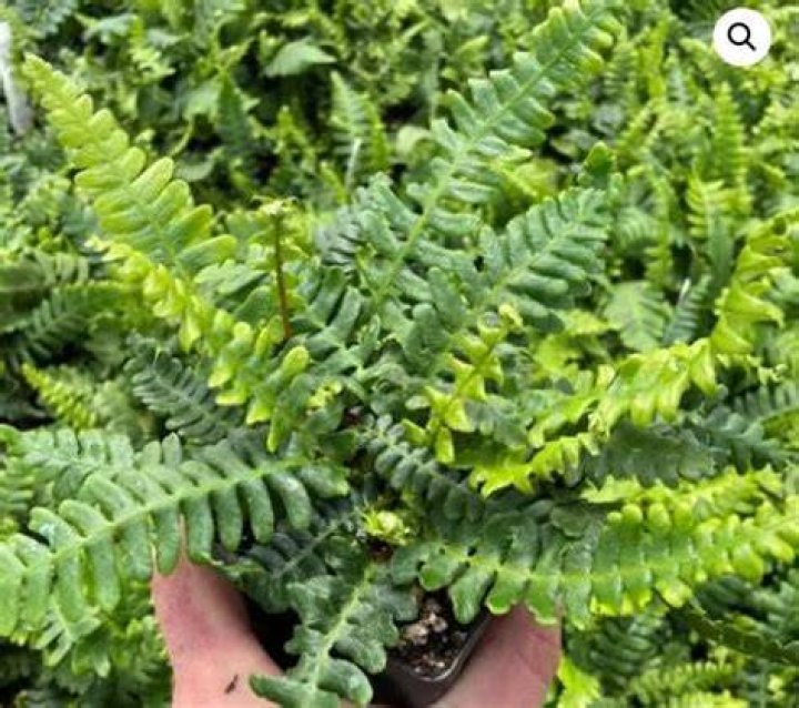 Is a deer fern an evergreen?