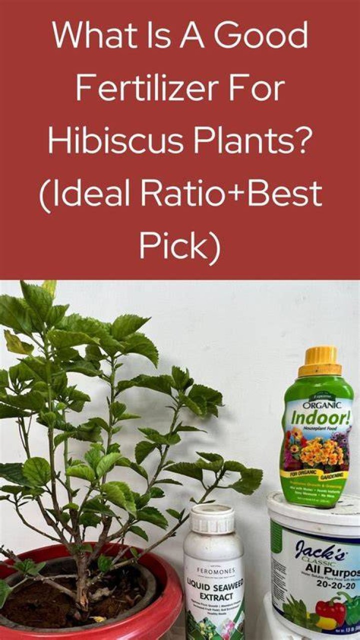 Is fish fertilizer good for hibiscus?