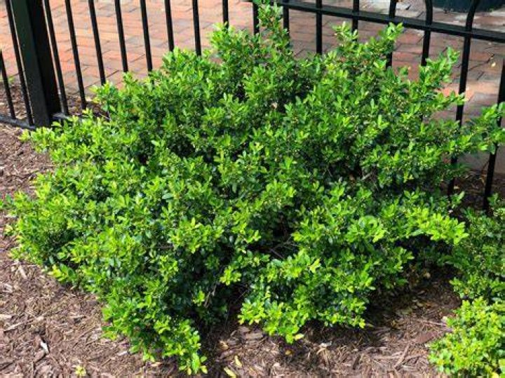 Is hoogendorn Holly deer resistant?