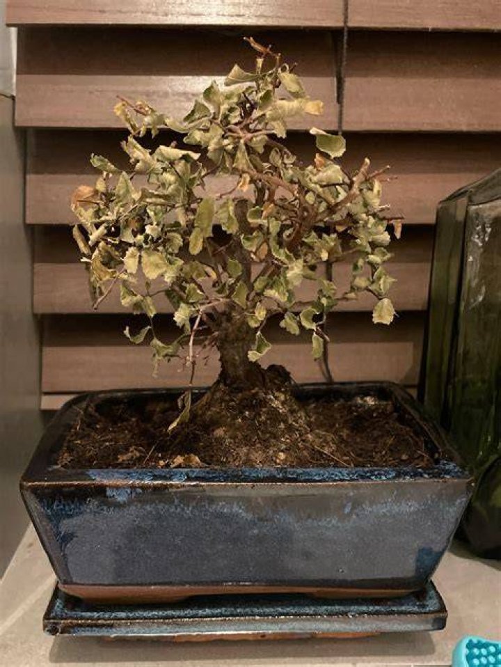 Is my bonsai tree dying?