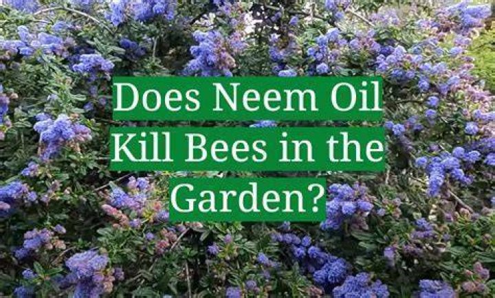 Is Neem oil safe for bees and butterflies?