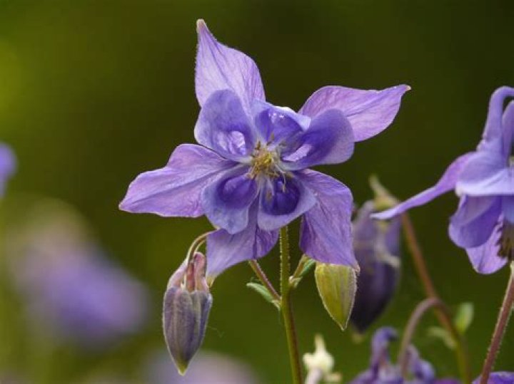 Is the Columbine flower poisonous?