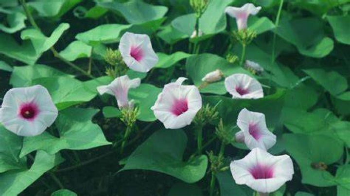 Is there such thing as a moonflower?