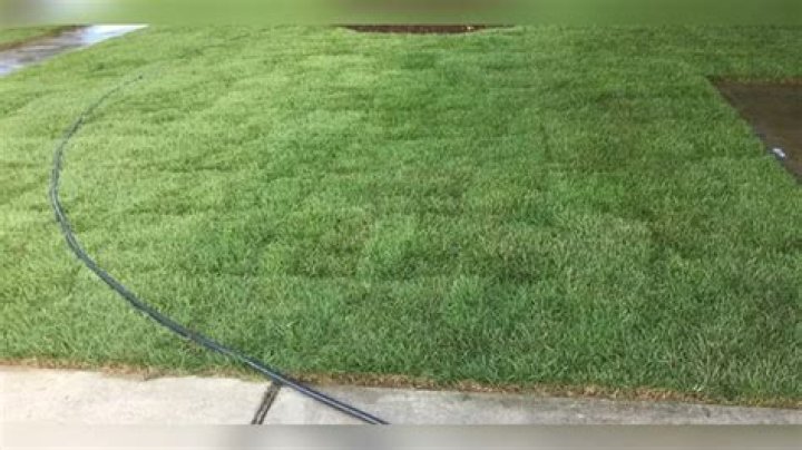 Is Zoysia grass hard to maintain?