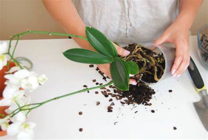 Should I repot my mini orchid?