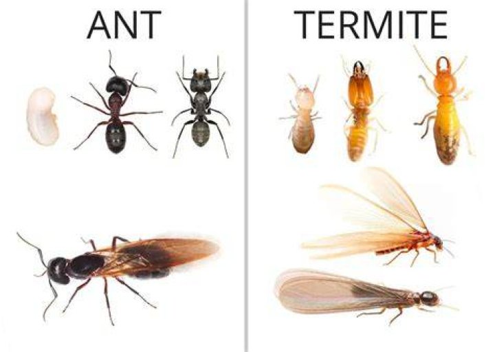 Should you pretreat for termites?
