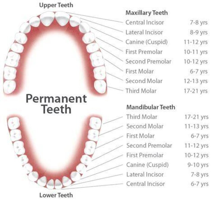What age do permanent lateral incisors erupt?