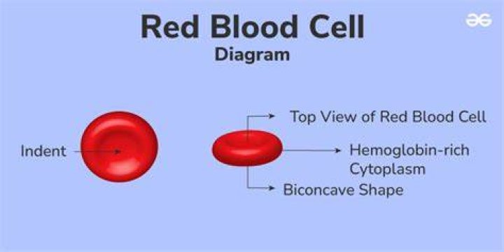 What are the proteins on the surface of the red blood cells called?