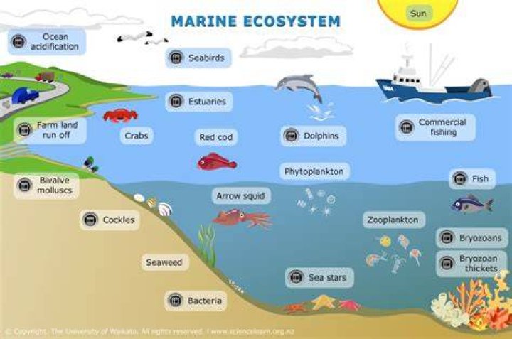 What are the types of marine resources?