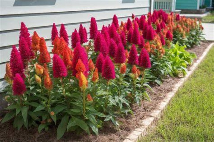What can I plant with celosia?