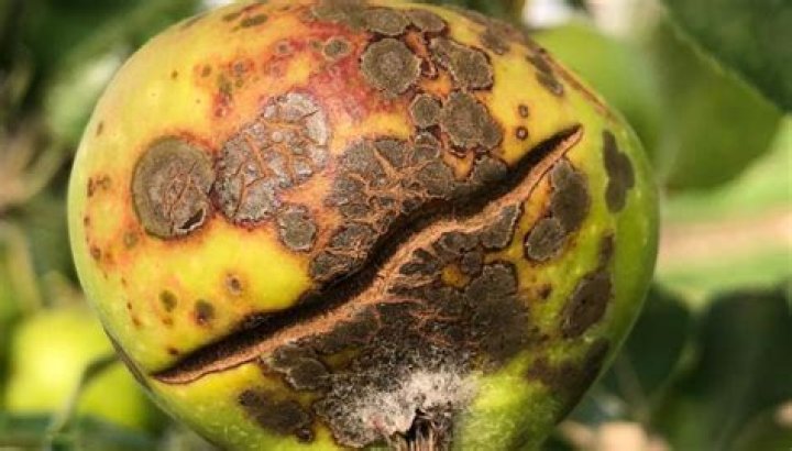 What can I spray on apple scabs?