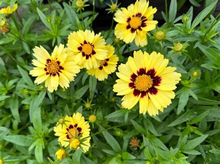What does a coreopsis look like?