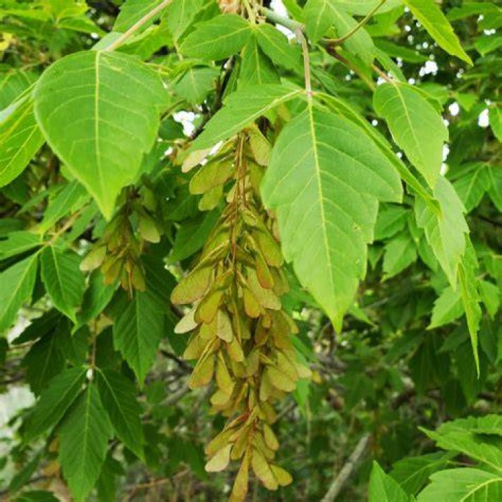 What does a female boxelder tree look like?