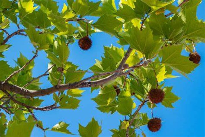 What does the fruit of a sycamore tree look like?