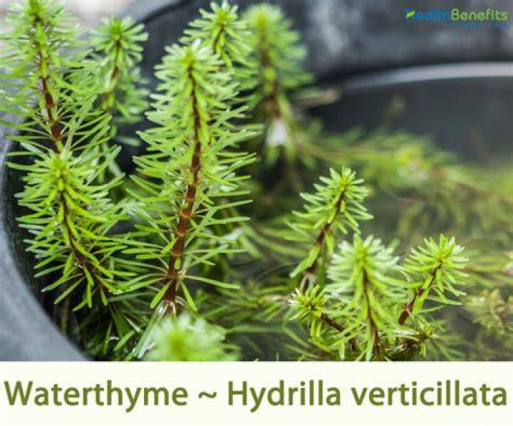 What does the Hydrilla eat?