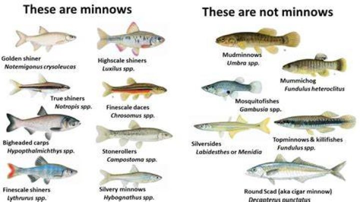 What fish can go with minnows?