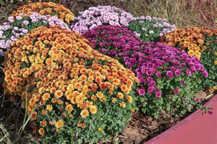 What flowers go with mums?