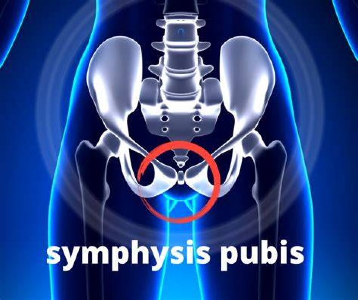 What is a symphysis pubis?