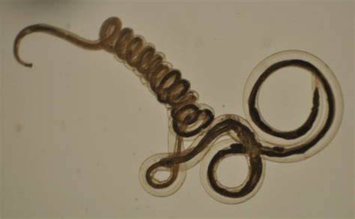 What is Nematodirus sheep?