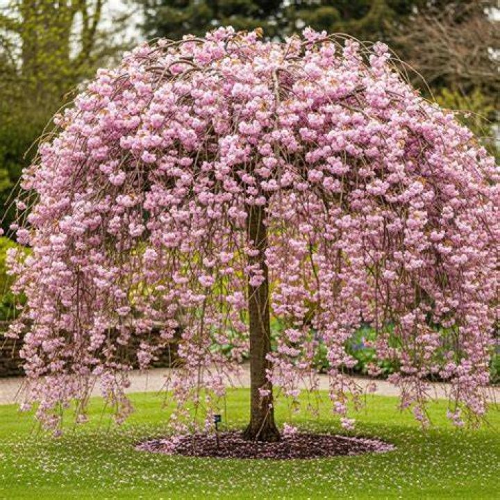 What is the best weeping cherry tree?
