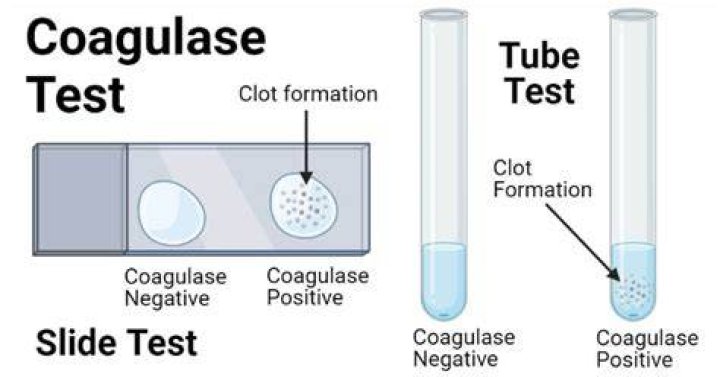 What is the coagulase test used for quizlet?