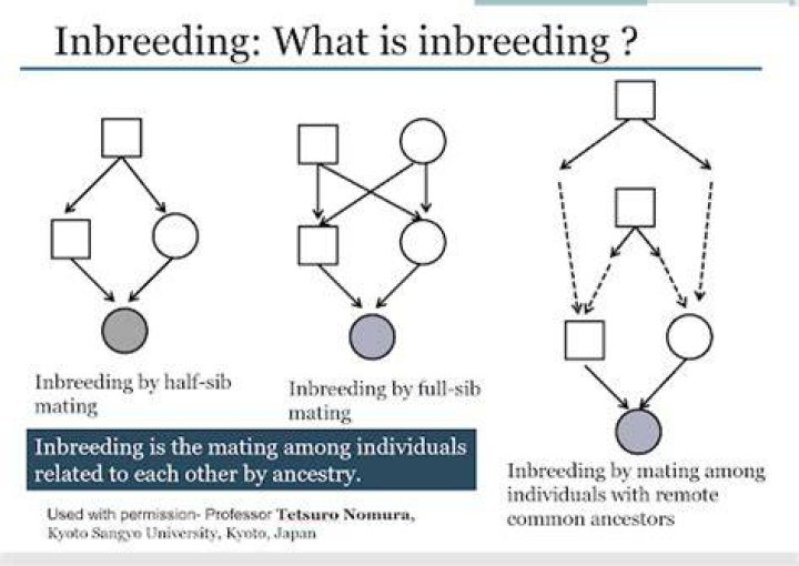 What is the proper term for the measure of how inbred an animal is?