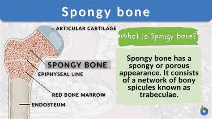 What is the structure and function of spongy bone?