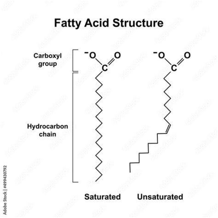 What is the structure of saturated fatty acids?