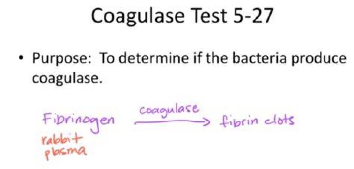 What is the substrate in the coagulase test?