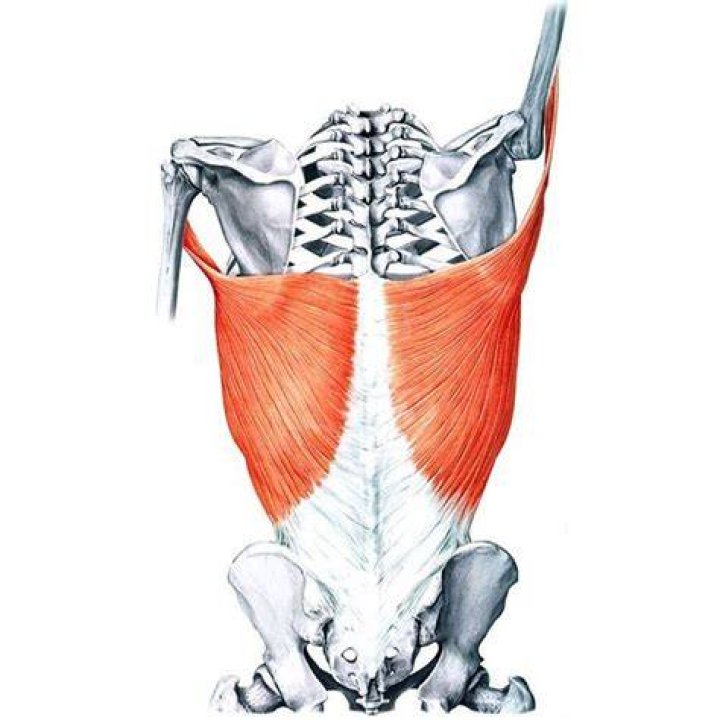 What is the Thoracobrachial motion?